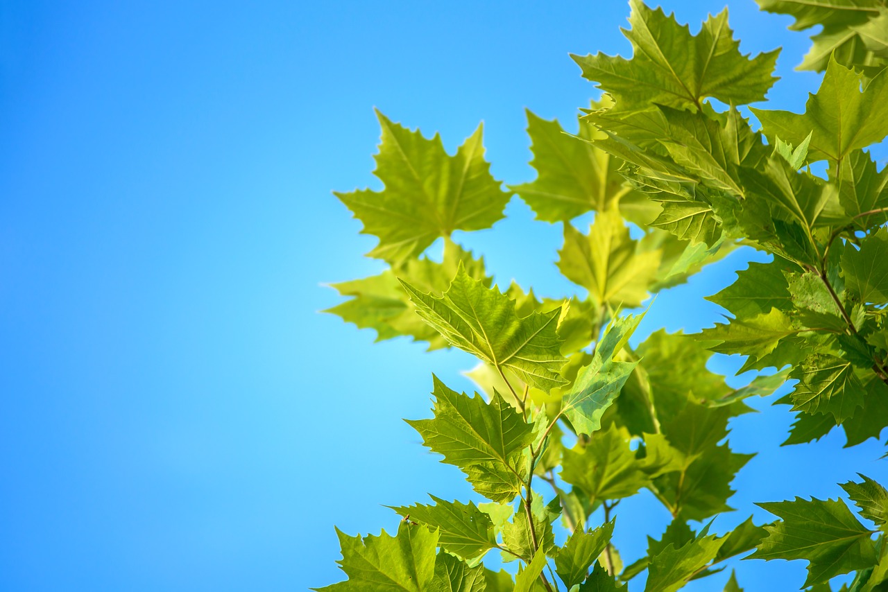 Image - maple leaves blue sky summer nature