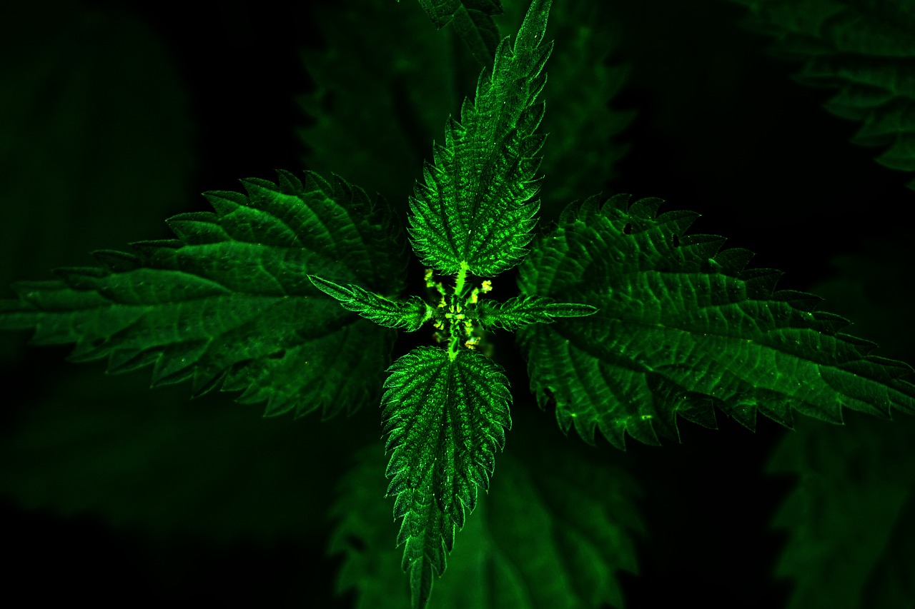 Image - stinging nettle brennessel plant