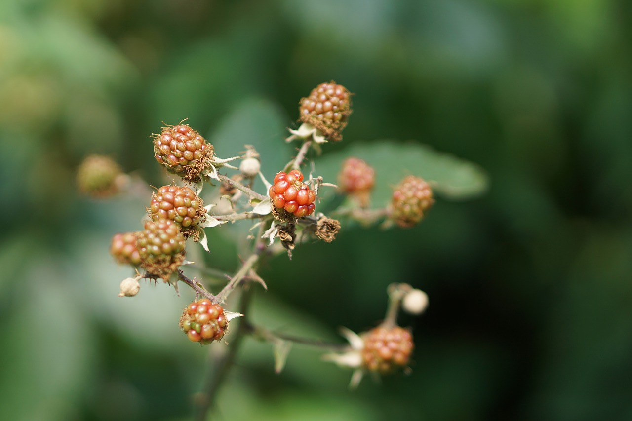 Image - fruits of the forest red purple