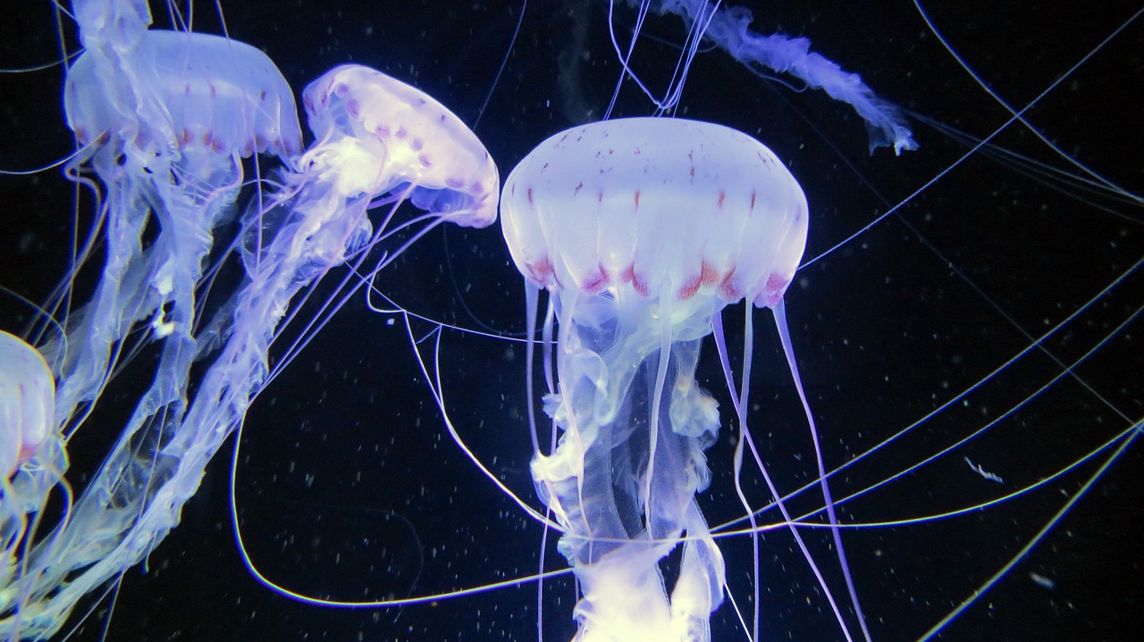 Image - jellyfish sea animals aquarium