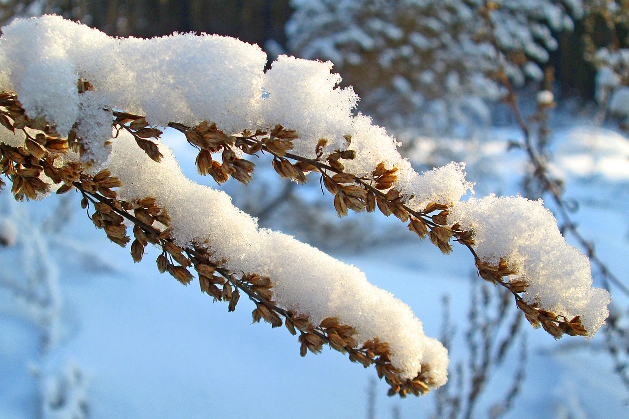 Image - nature winter forest snow grass