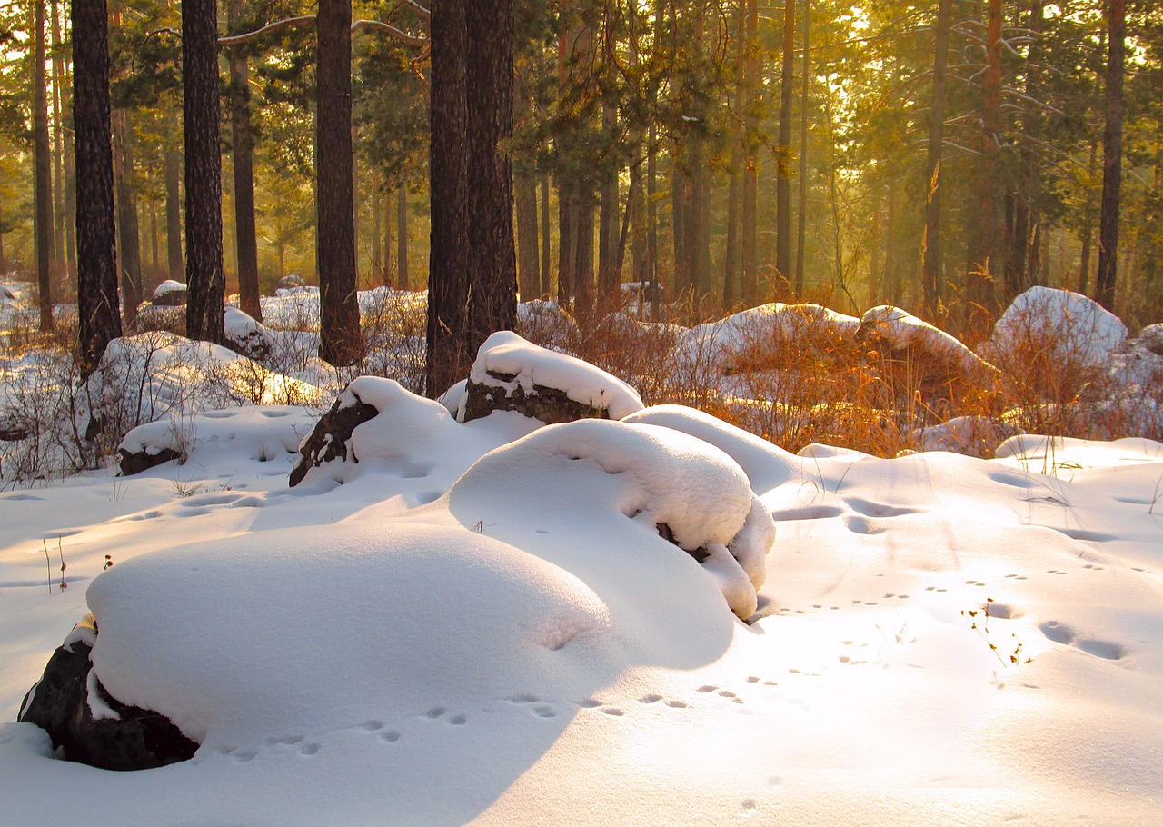 Image - nature winter snow landscape trees
