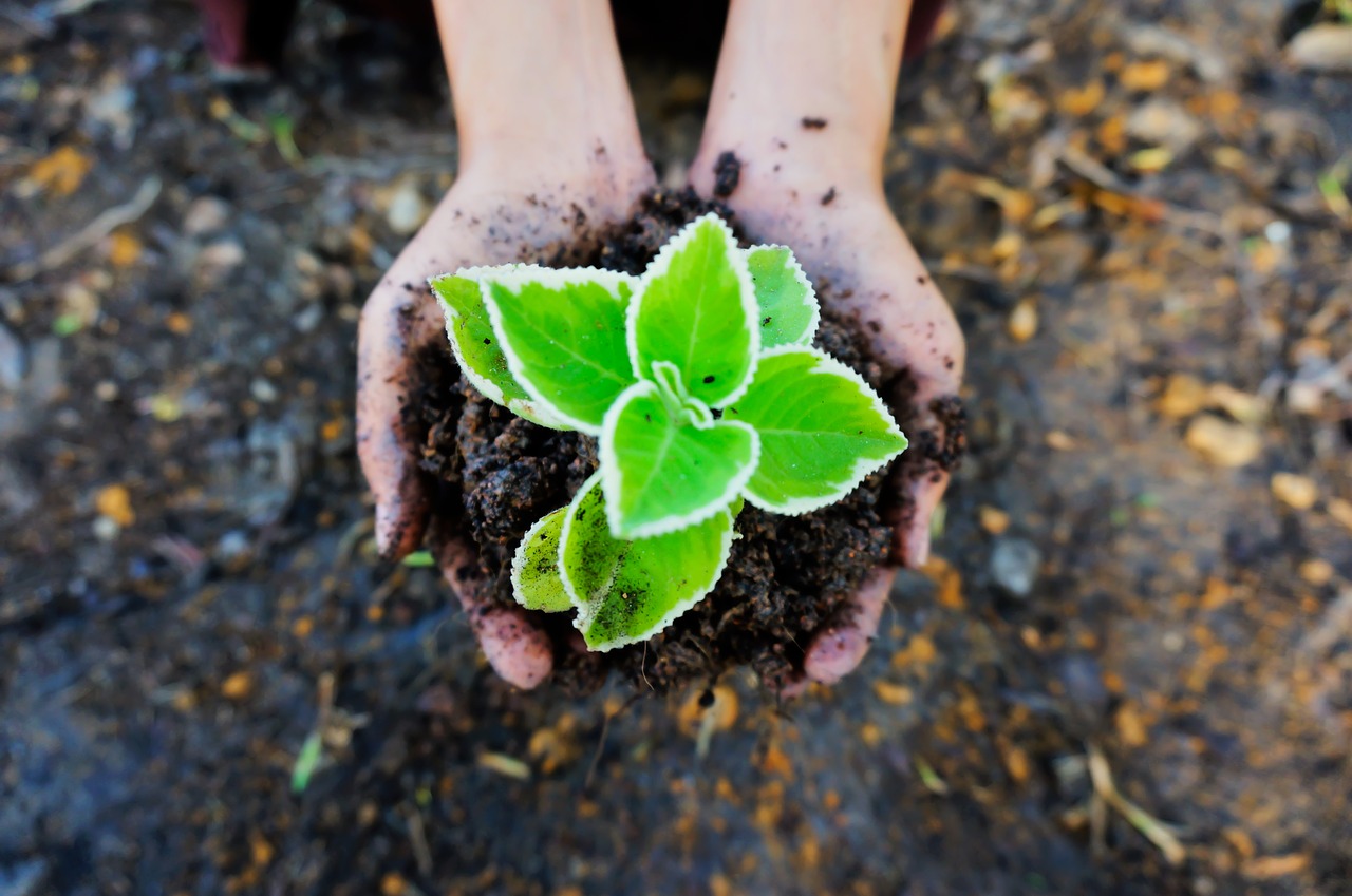 Image - seedling soil green plant ecology