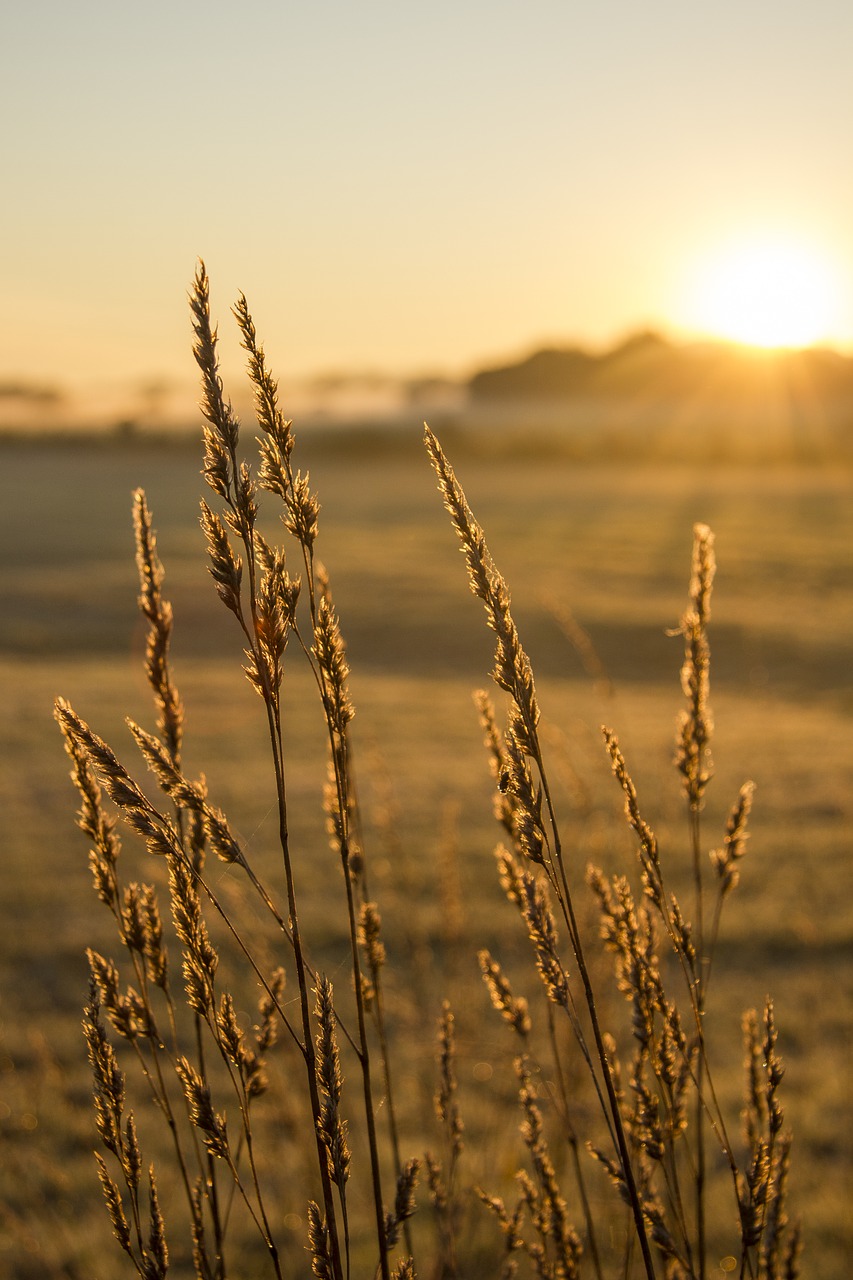 Image - field sunrise halm dawn