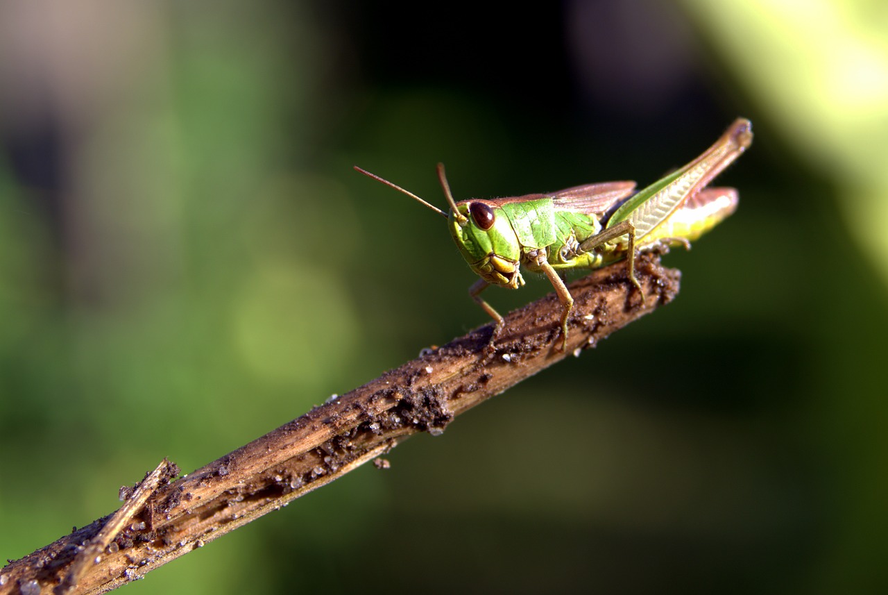 Image - grasshopper green insect konik