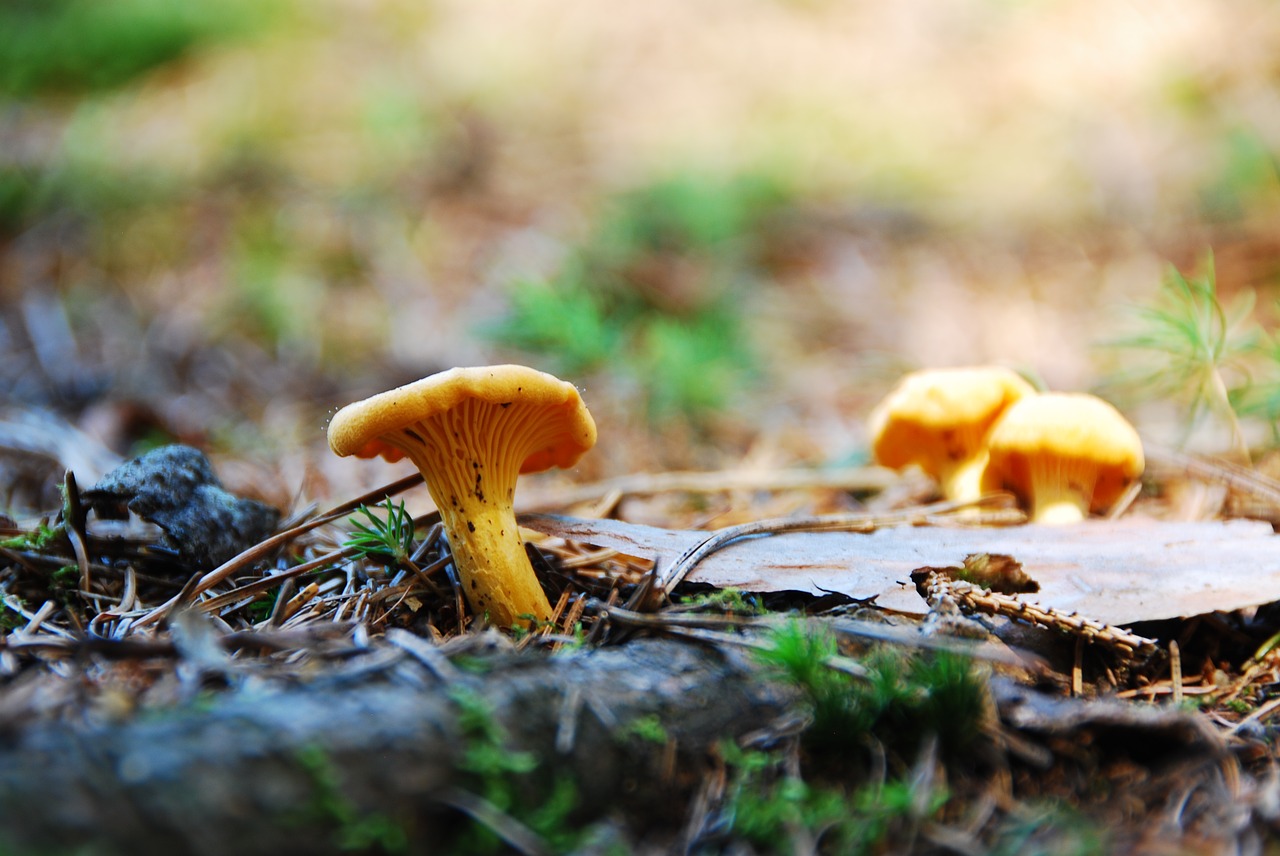 Image - eierschwammerl chanterelle food