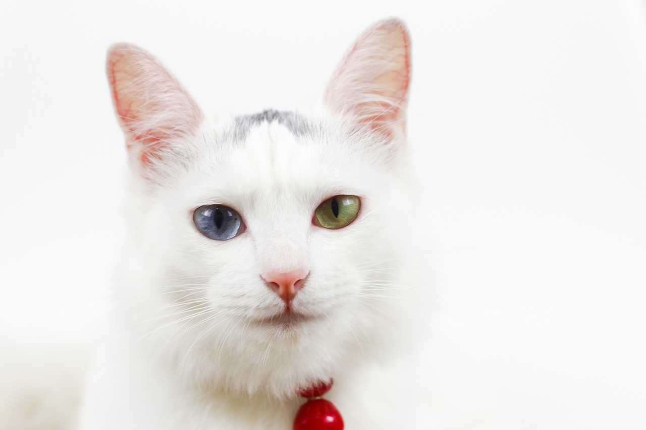 Image - cat bell different colored eyes