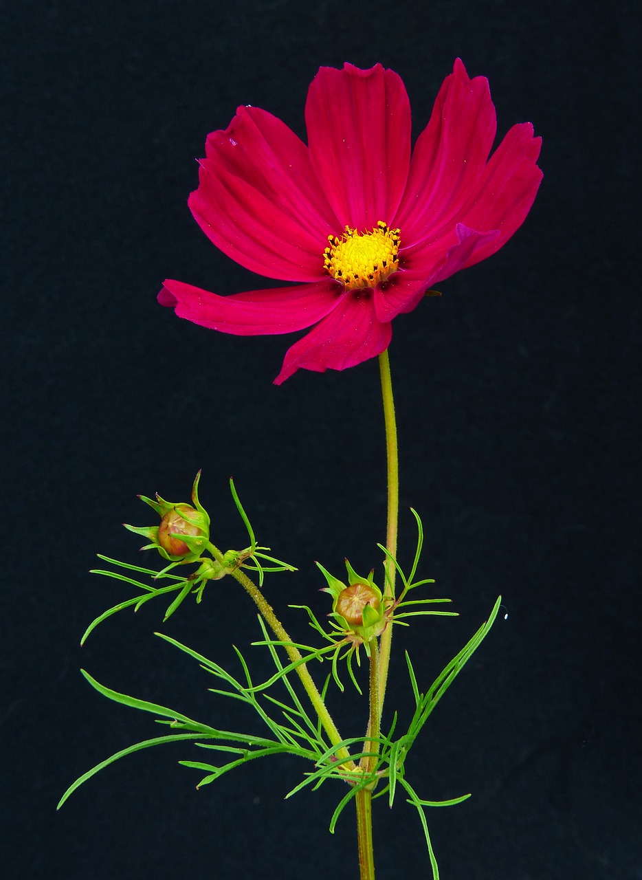 Image - cosmea beautiful körbchen