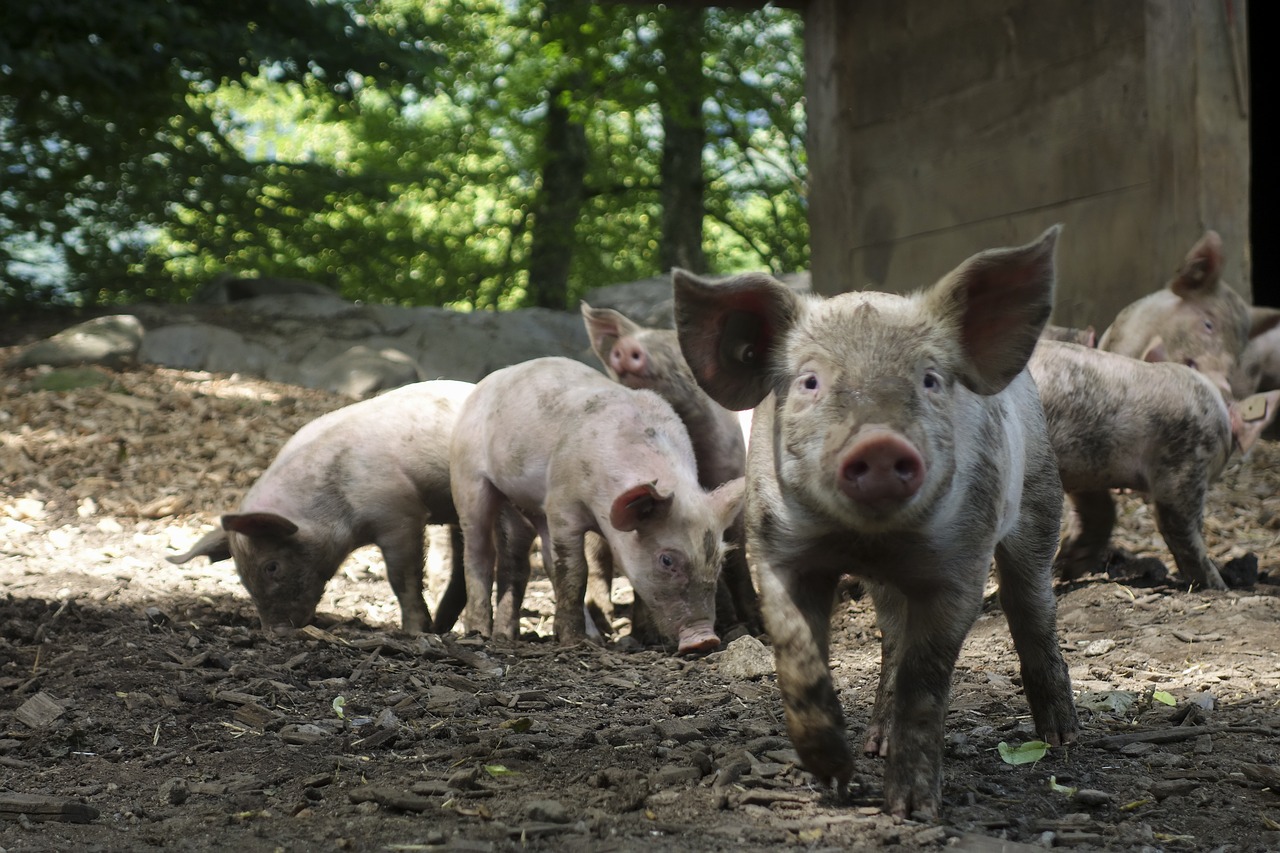 Image - pig domestic pig suckle piglet