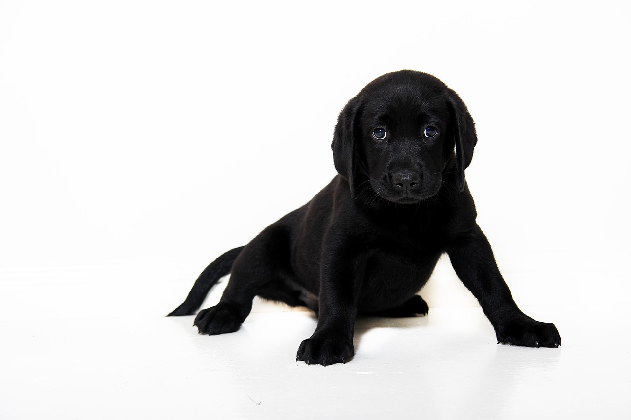 Image - black dog pup puppy animal pet