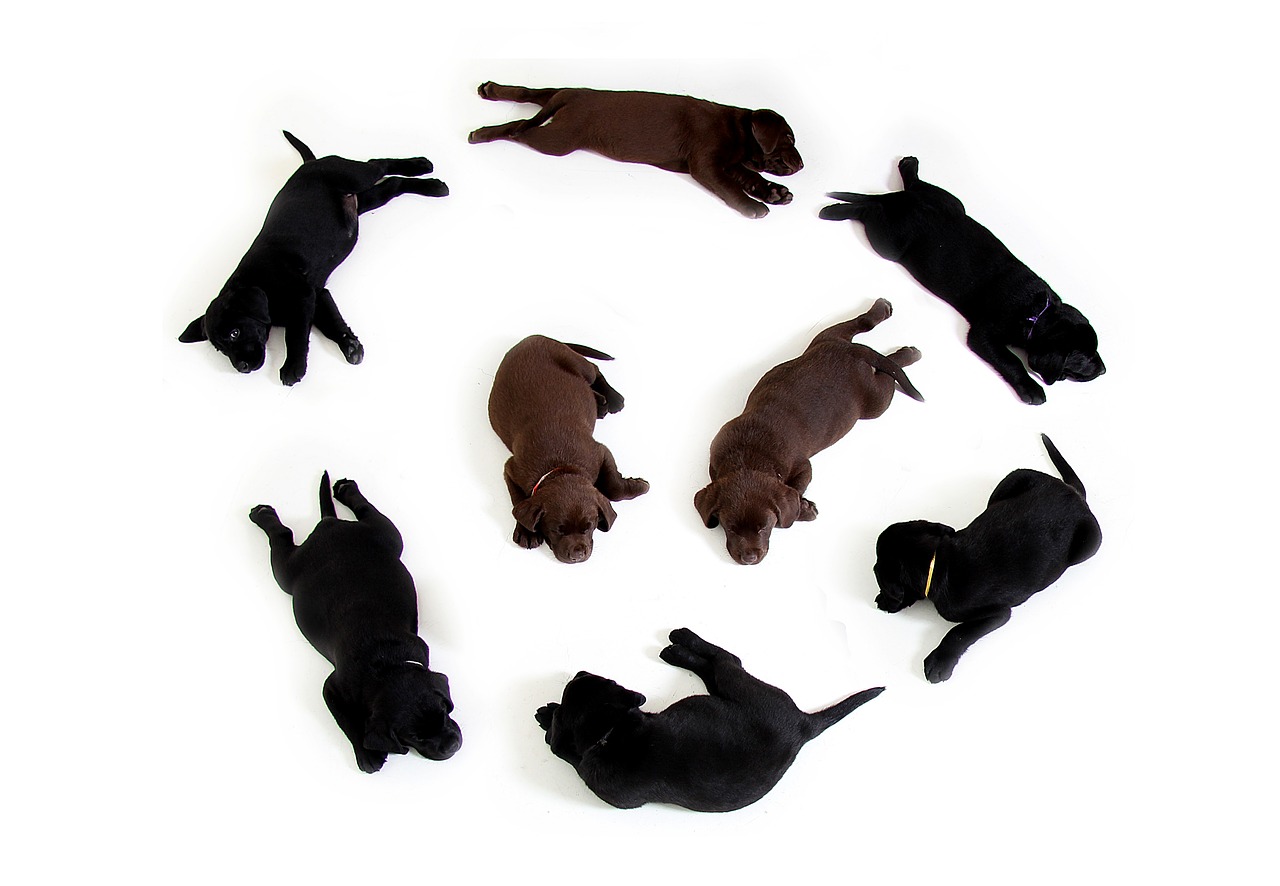 Image - puppies black brown labrador