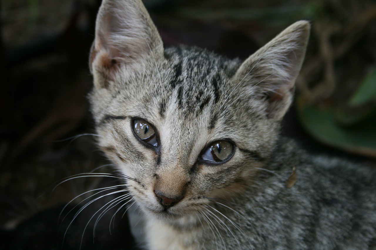 Image - cat getiegert cute kitten eyes