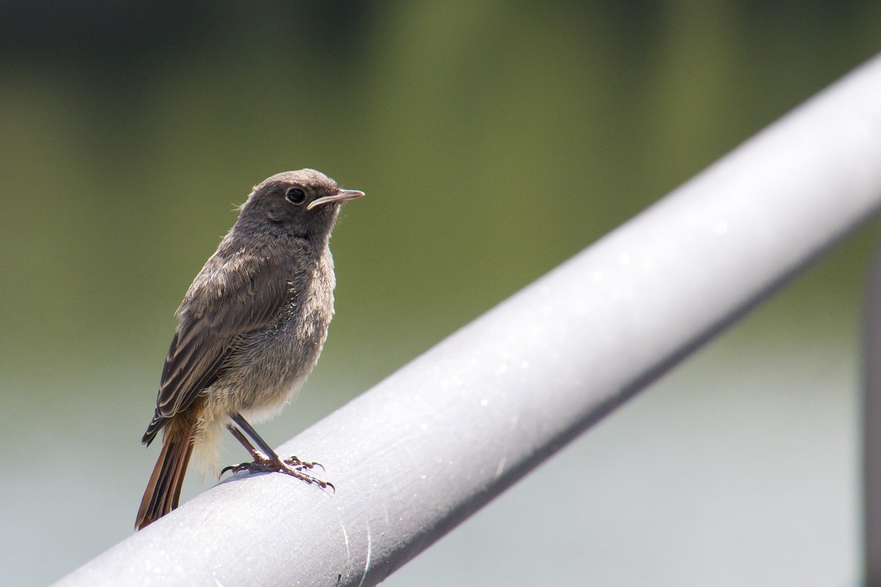 Image - black redstart eifel