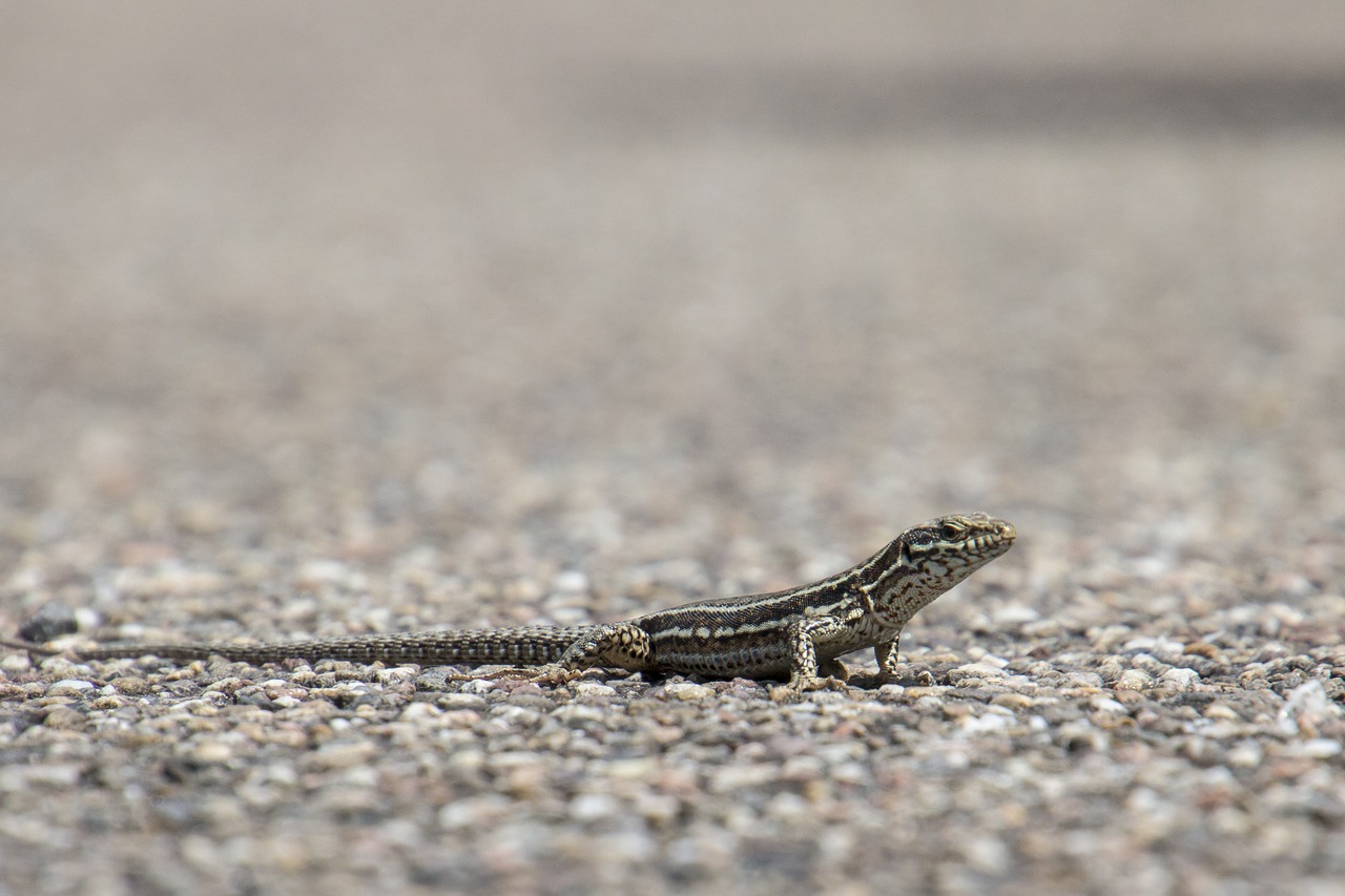 Image - wall lizard eifel wild nature