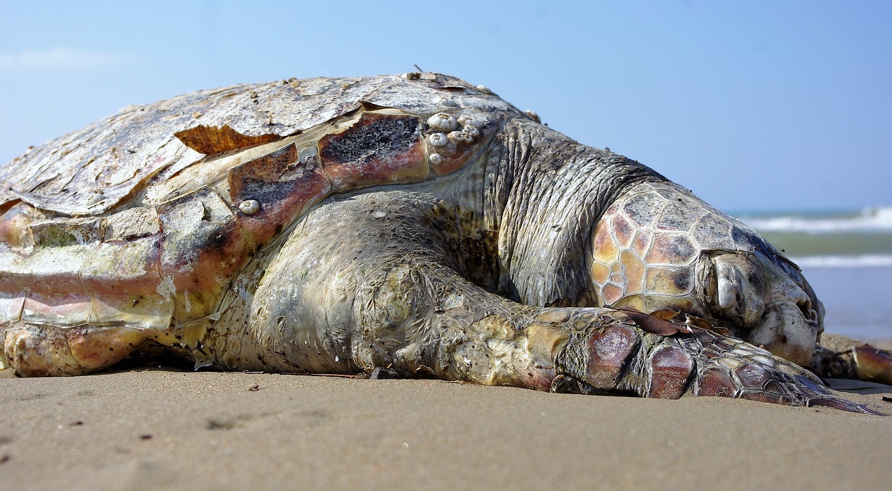 Image - turtle sea sand dead creature