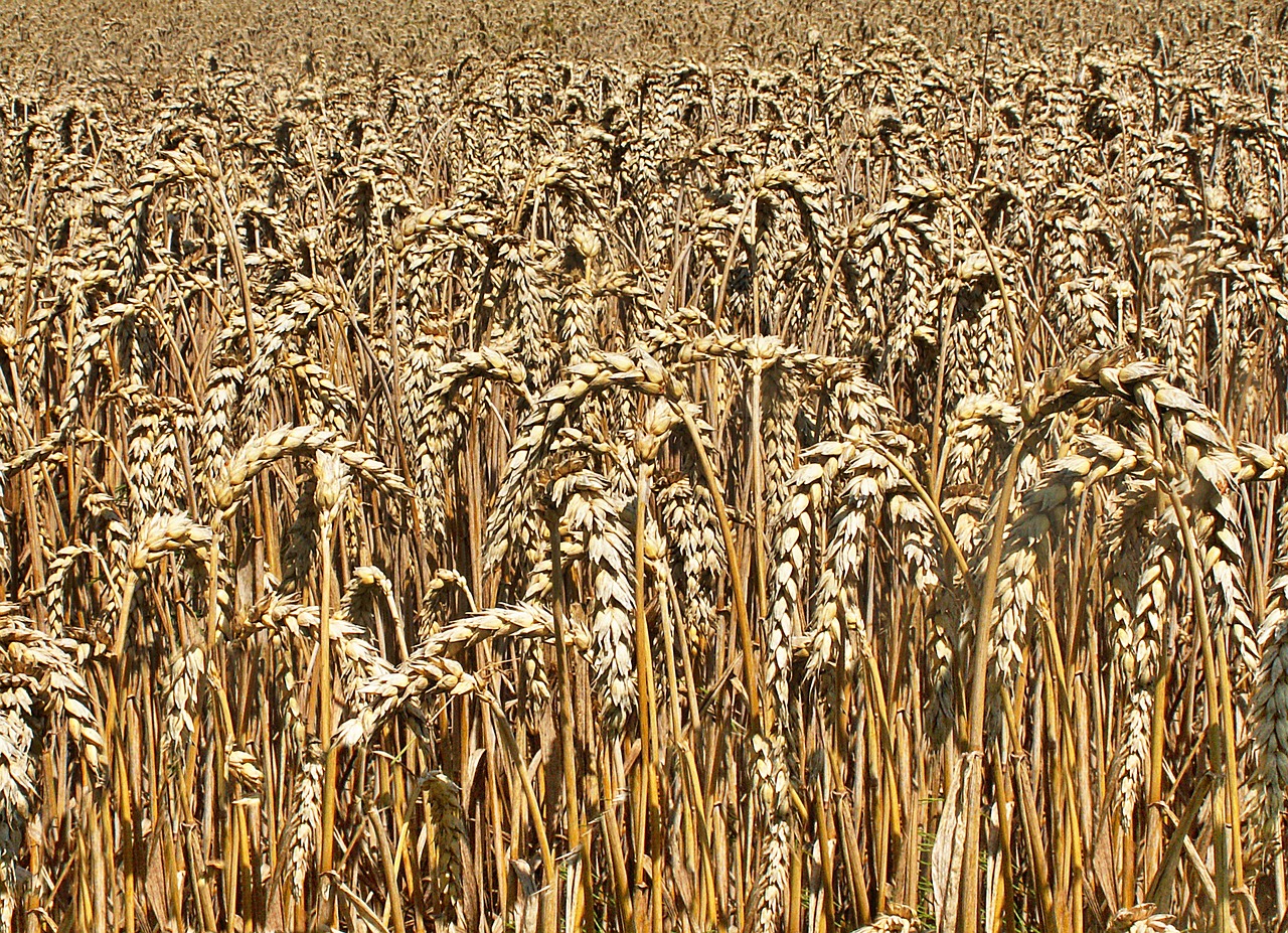 Image - corn field agriculture ears
