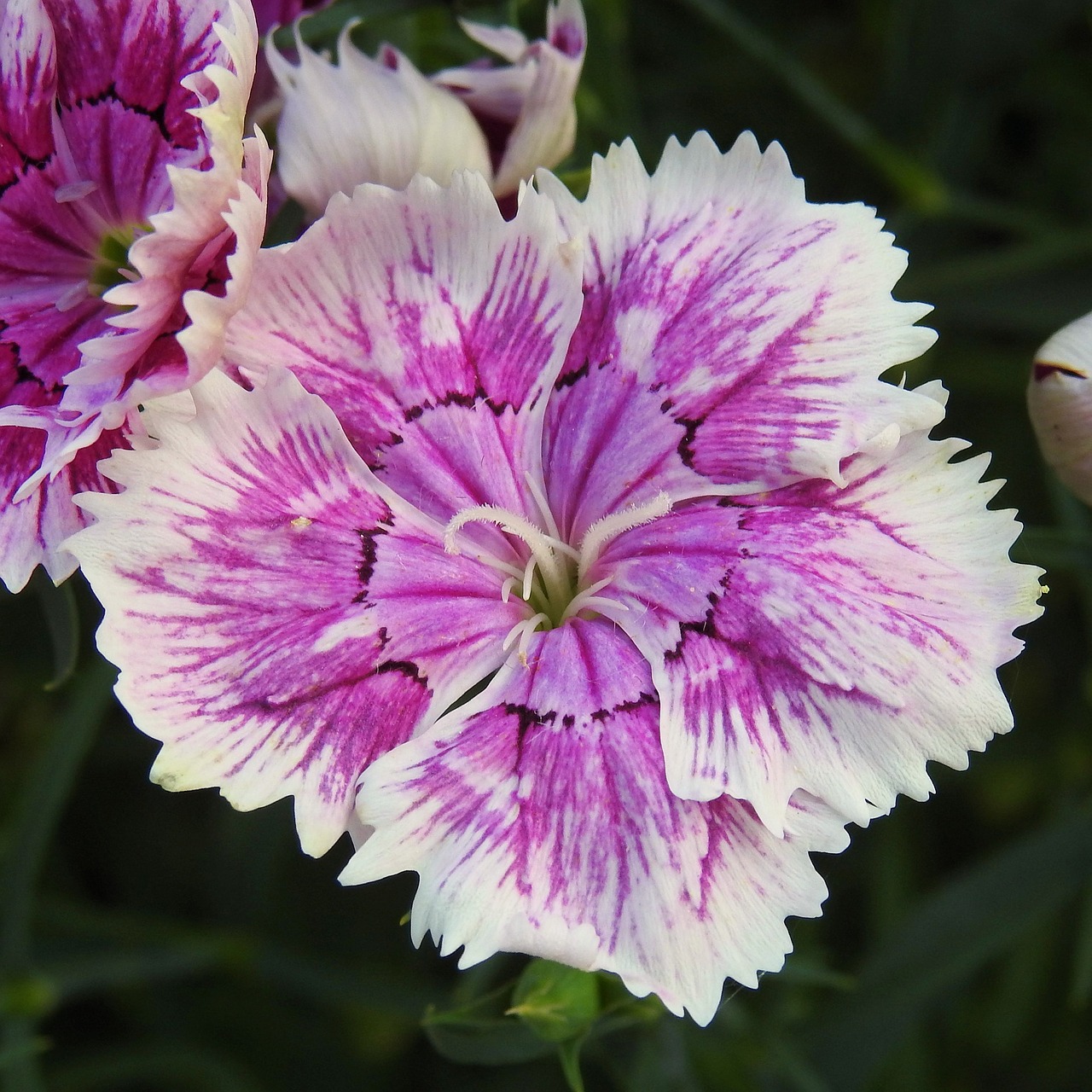 Image - sweet william blossom bloom flower