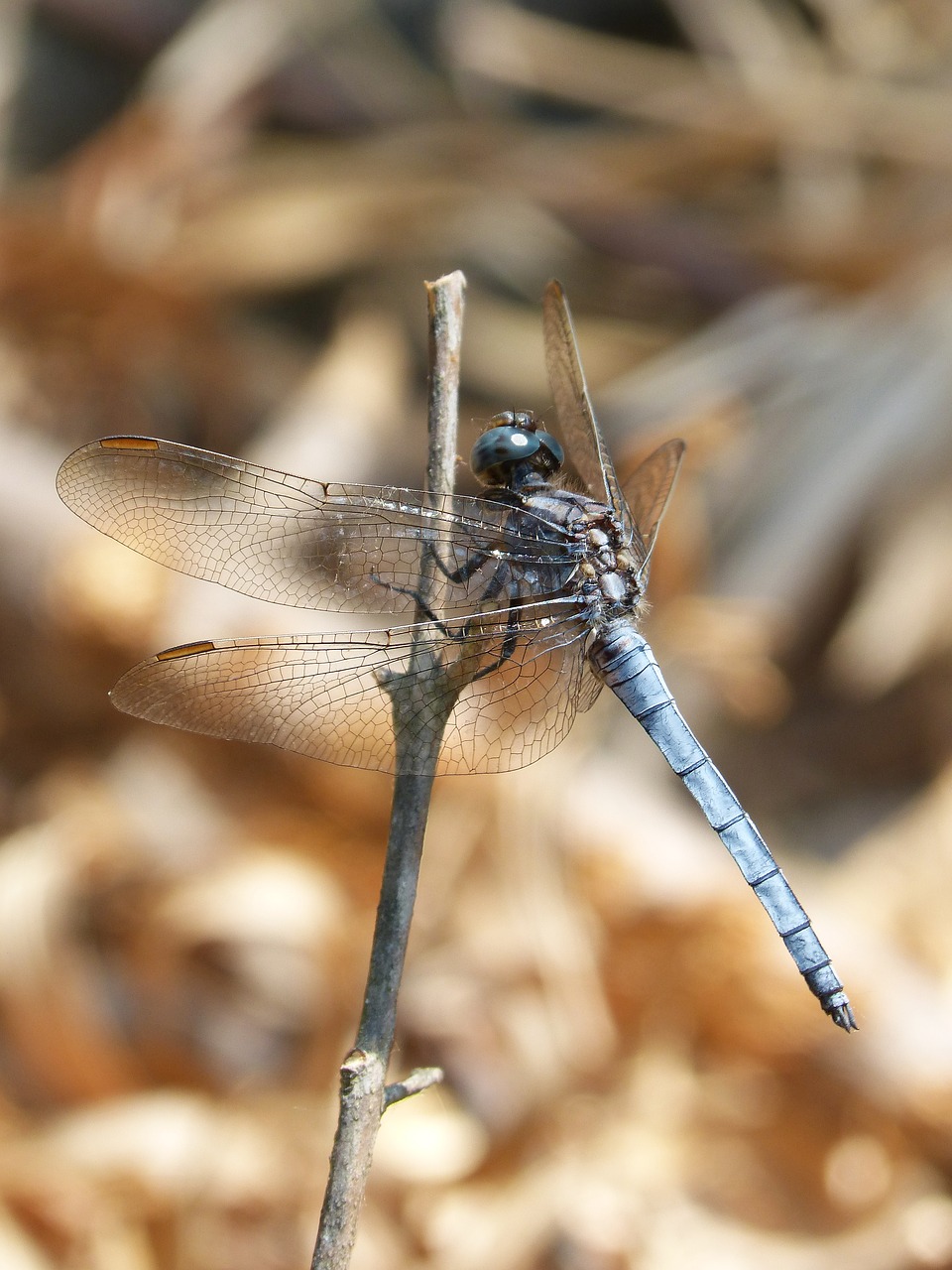 Image - blue dragonfly stem wetland