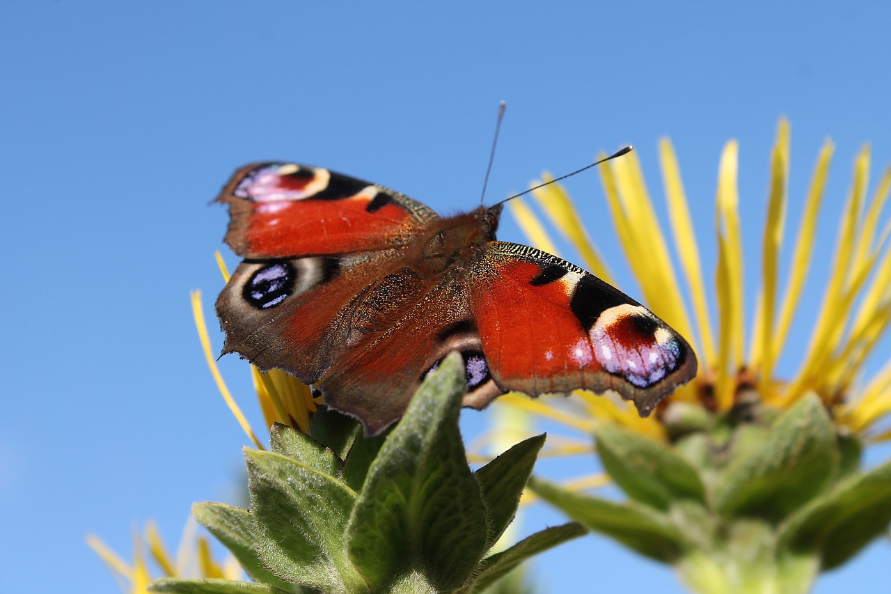 Image - butterfly summer natural flower