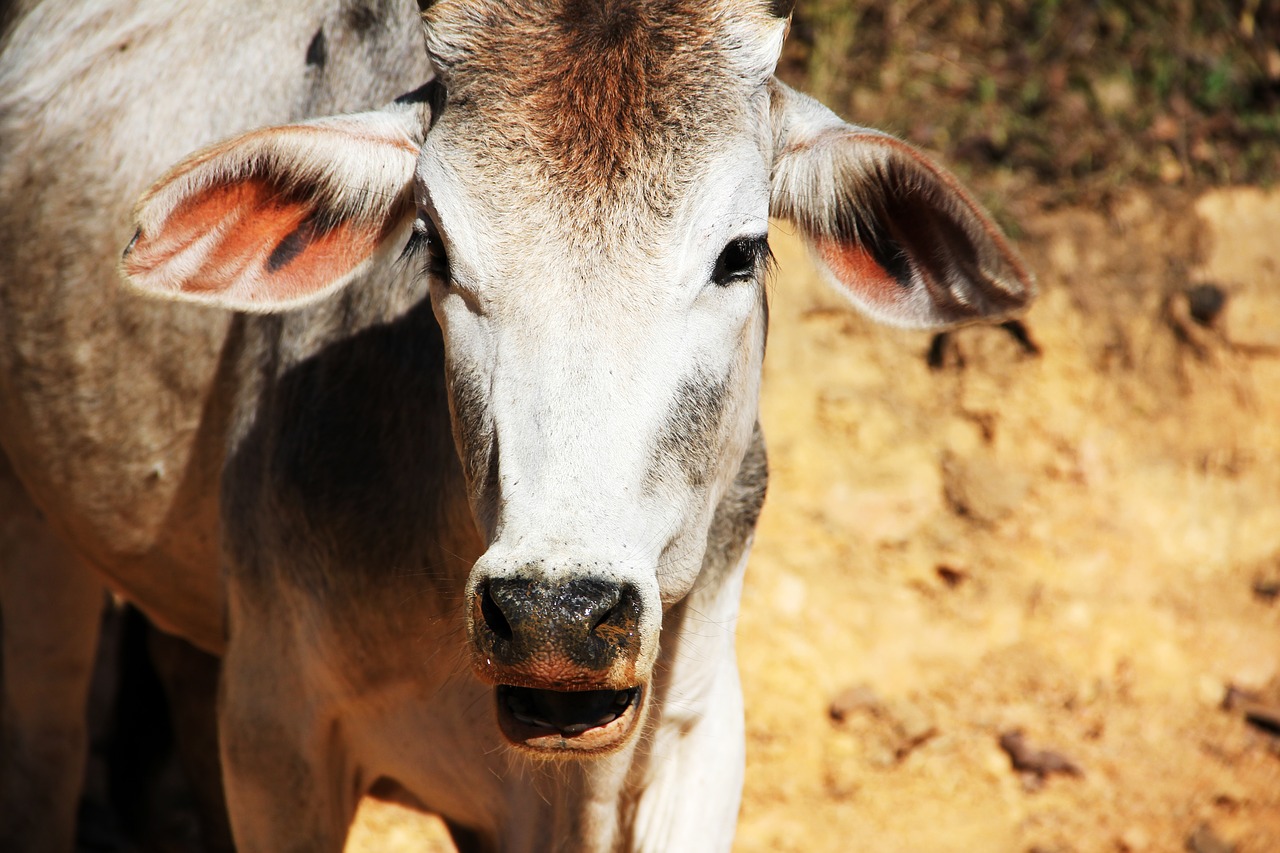 Image - calf beef agriculture detail