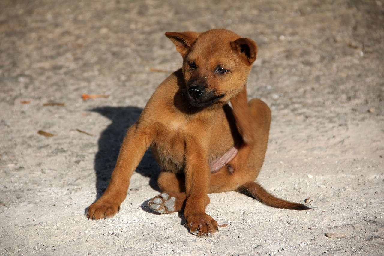 Image - dog flea scratch young