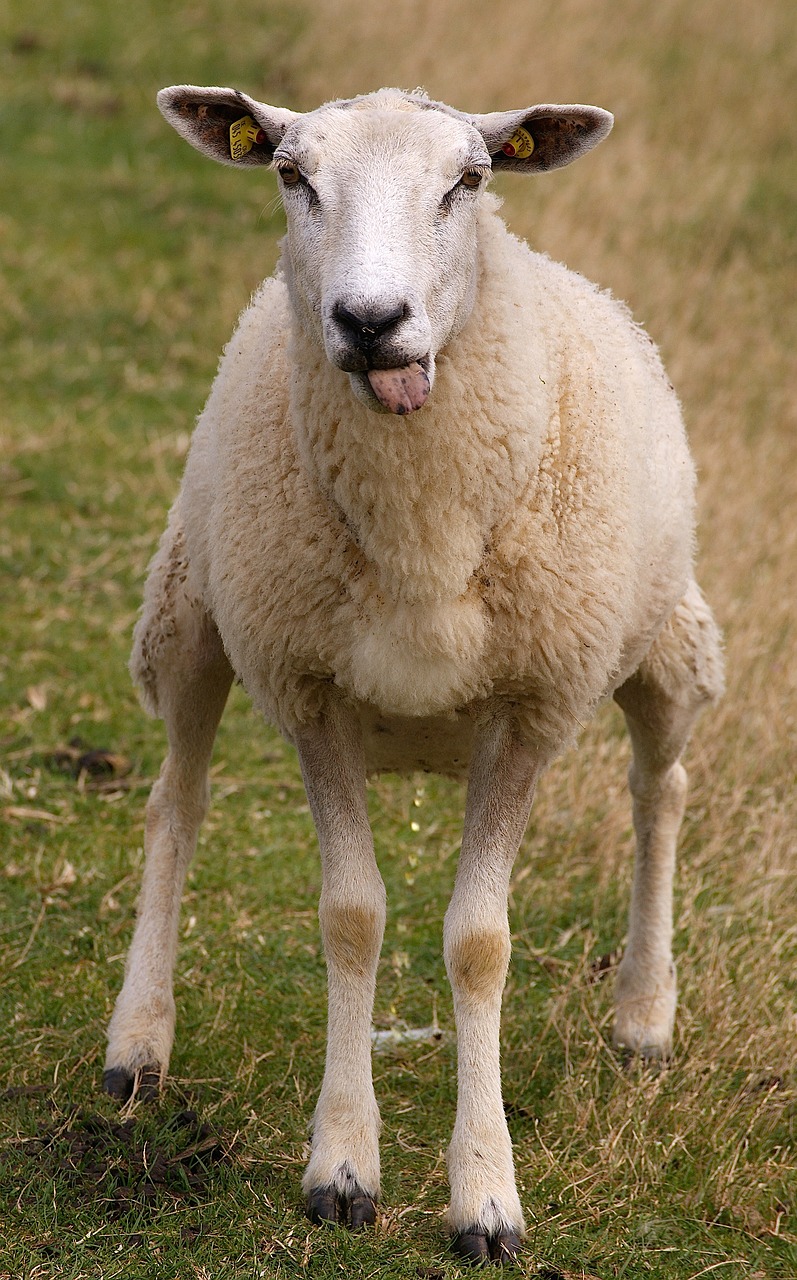 Image - sheep animal wool fur agriculture