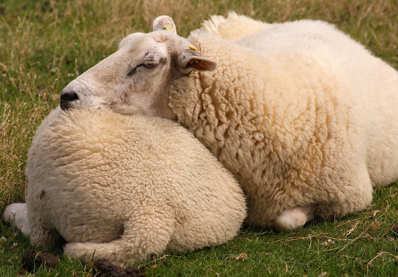 Image - sheep animal wool fur agriculture