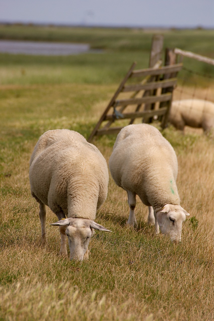 Image - sheep animal wool fur agriculture