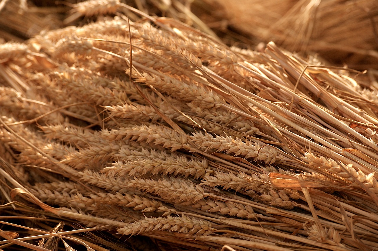 Image - grain harvest summer tufts cereals