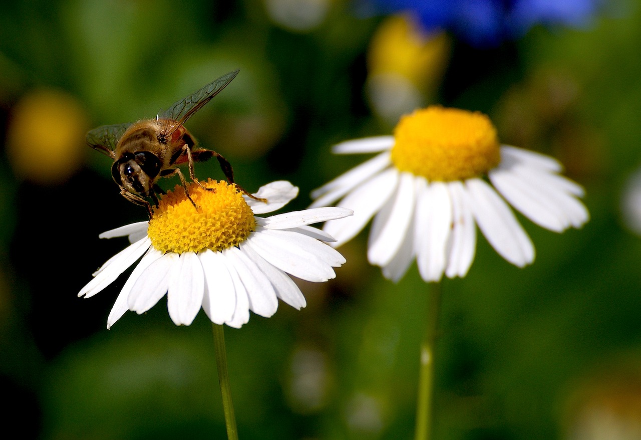 Image - marguerite bee blossom bloom