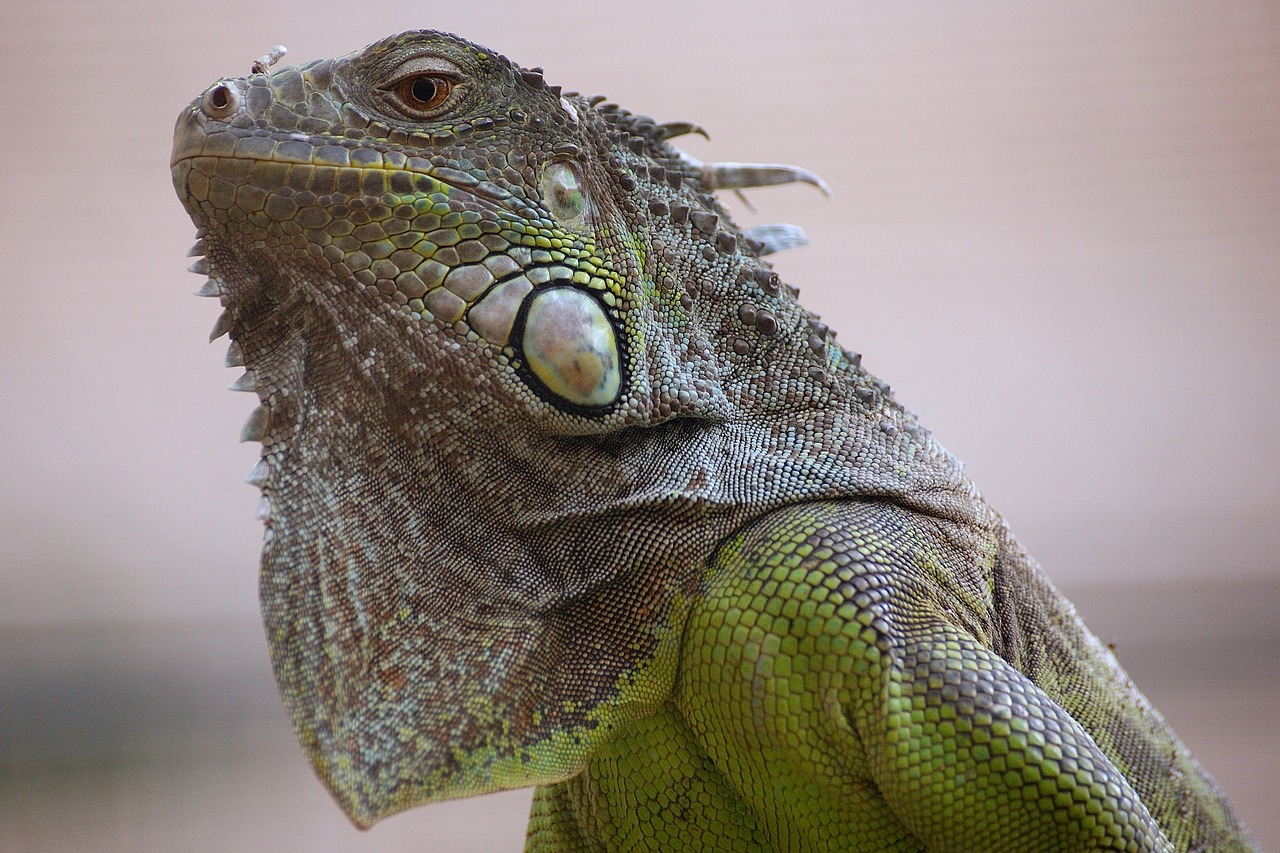 Image - lizard tropical house zoo exotic