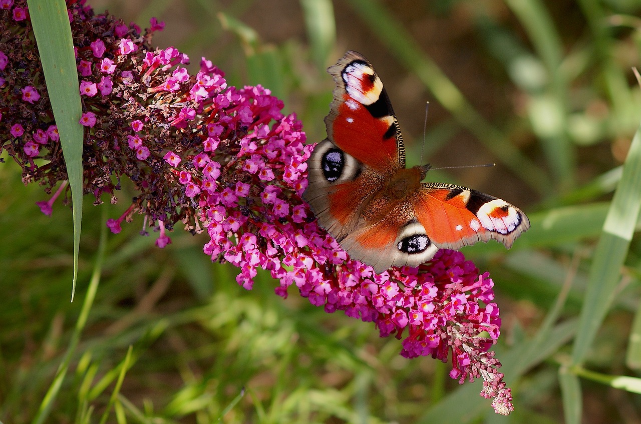 Image - peacock butterfly butterfly insect