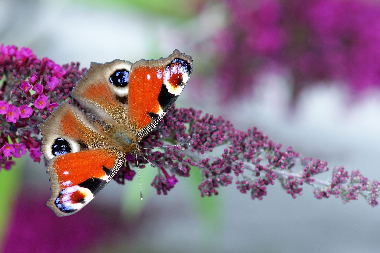 Image - peacock butterfly butterfly insect