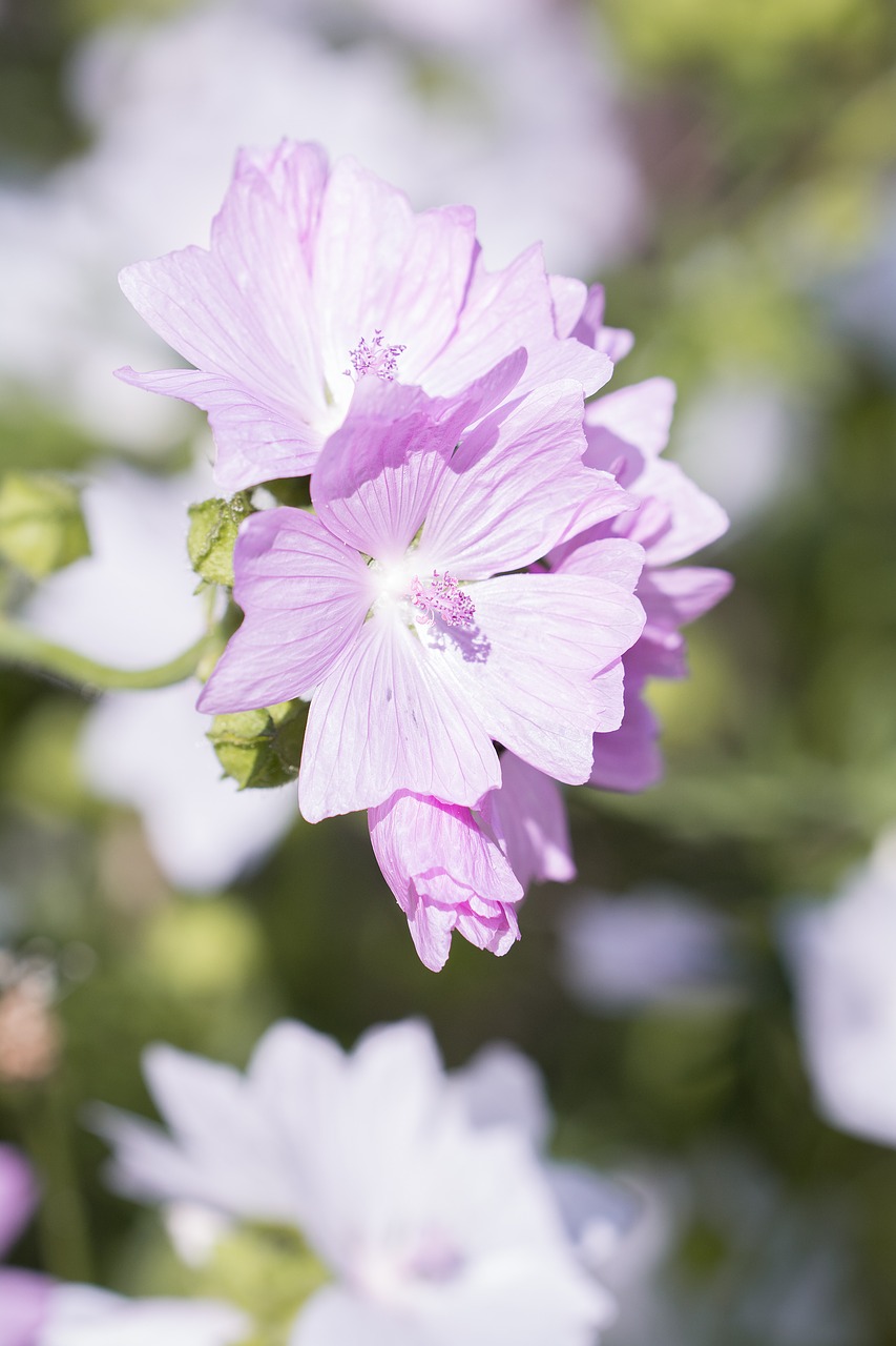 Image - flower pink pink flower flowers