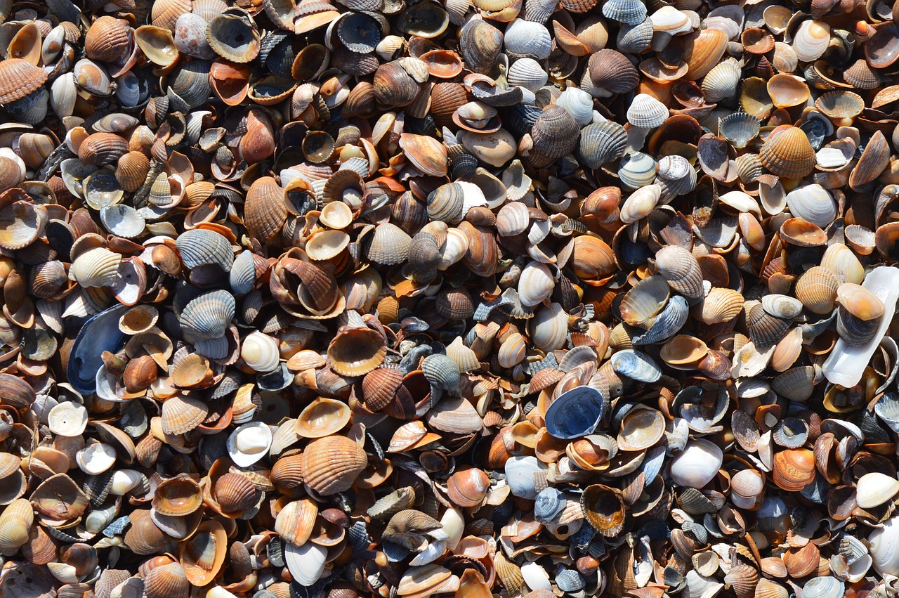 Image - mussels beach coast nature close