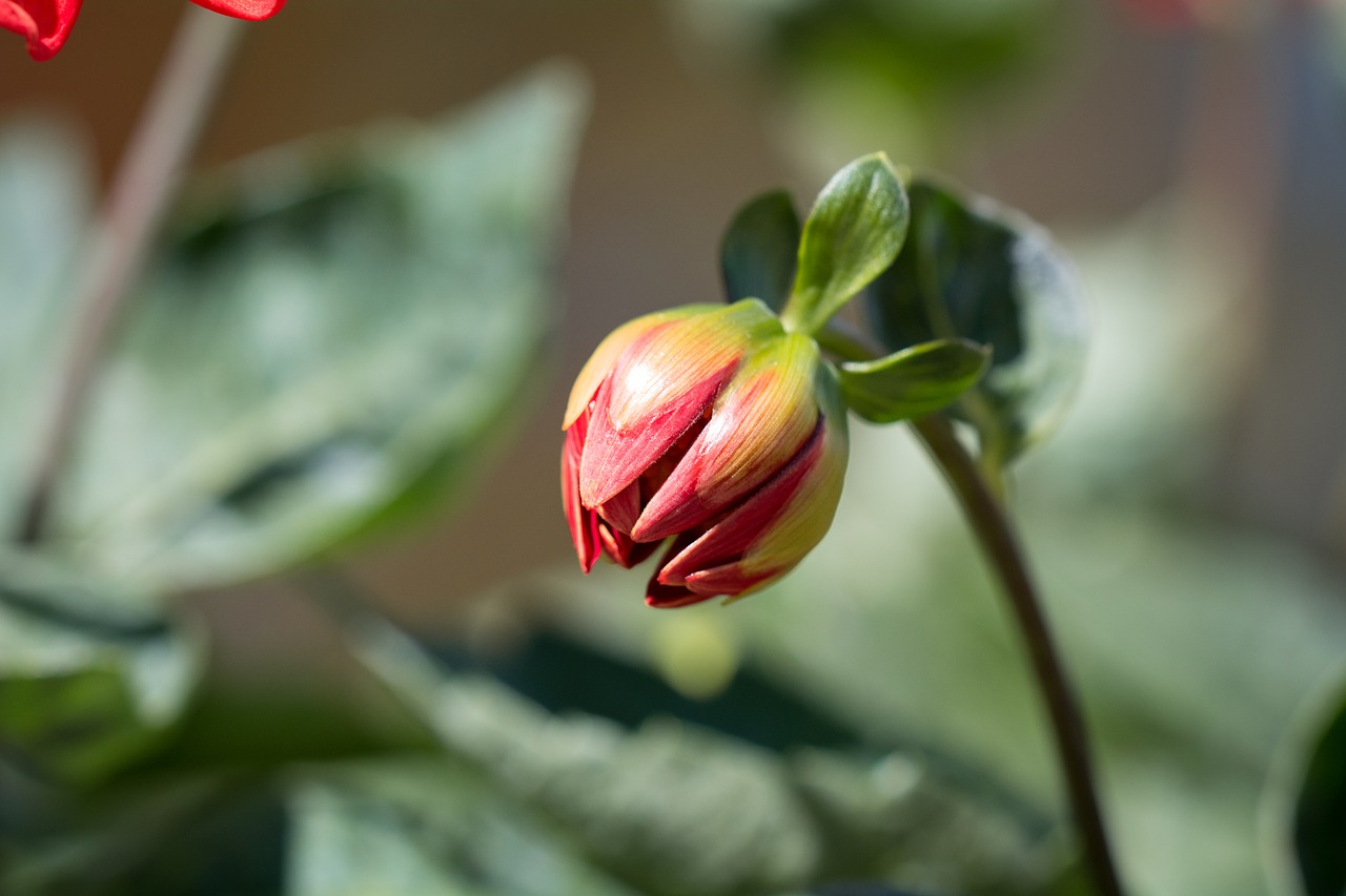 Image - bud flower orange summer garden
