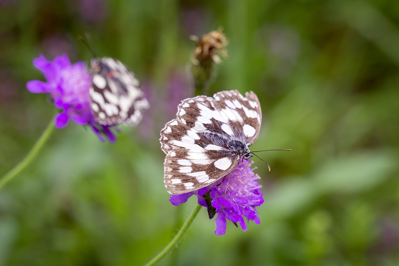 Image - reported flower meadow nature