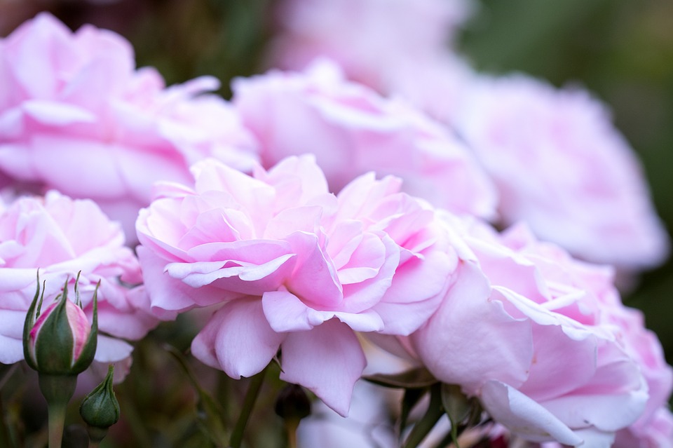 Image - roses pink pink roses flower