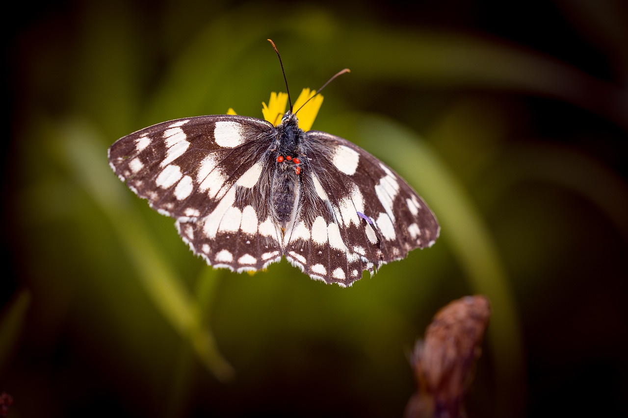 Image - butterfly chess board women s board