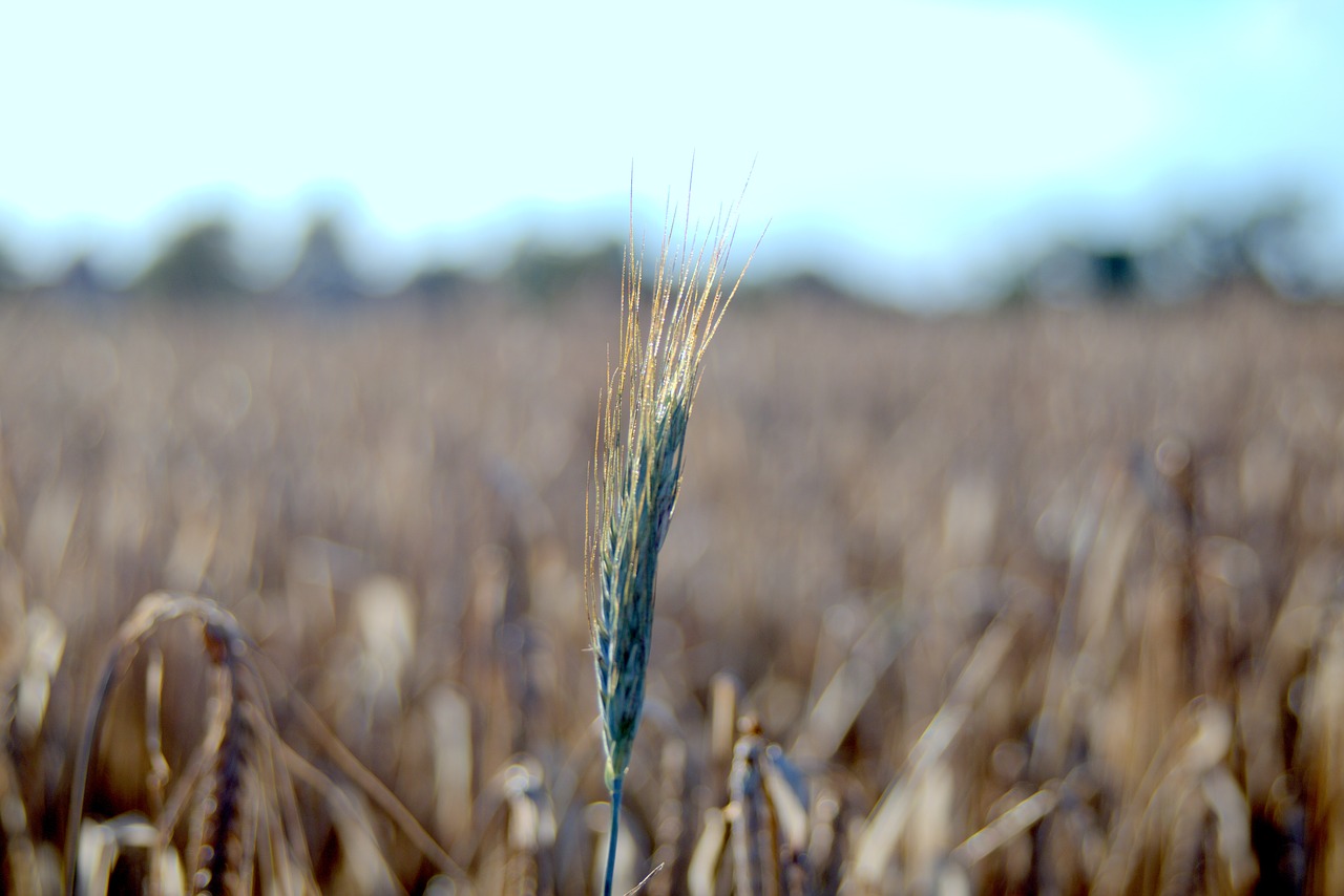 Image - harvest festival collections corn