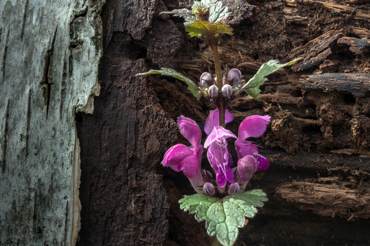 Image - spring dead nettle wild herb nettle