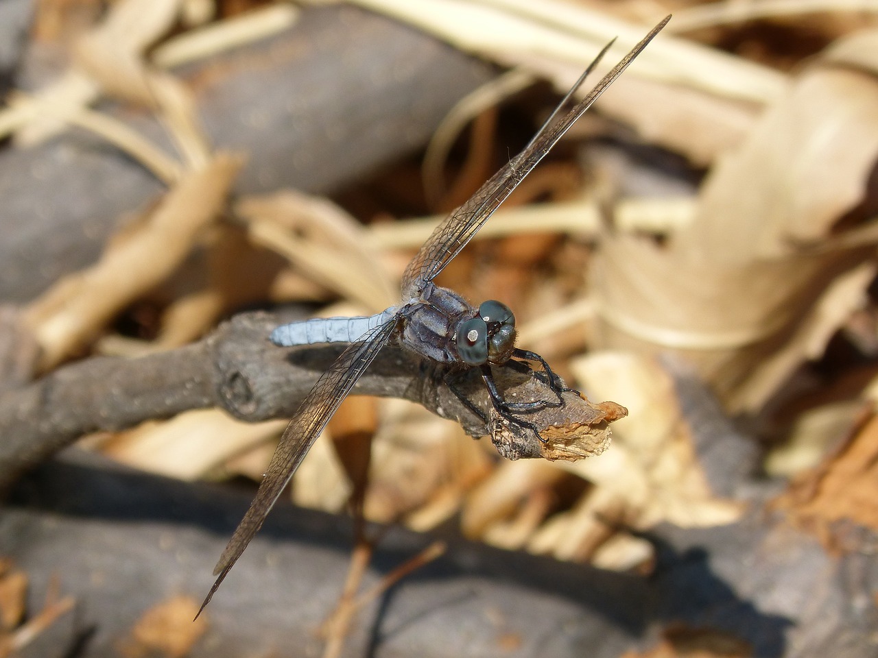 Image - blue dragonfly branch wetland