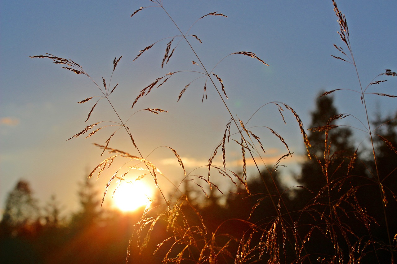 Image - abendstimmung sunset sun grasses