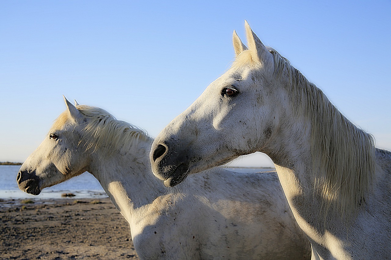 Image - horse white equine mane horsehair