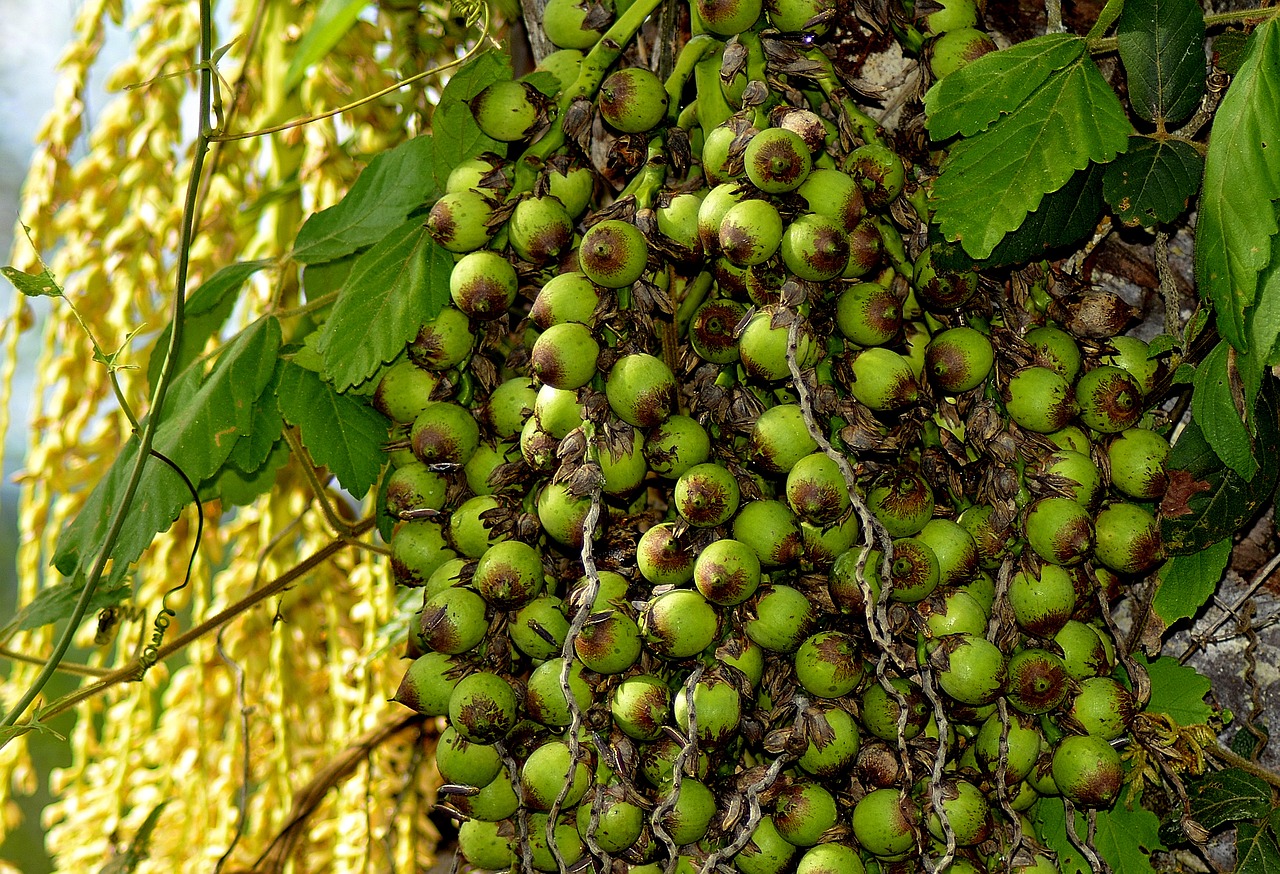 Image - small coconuts coco licuri