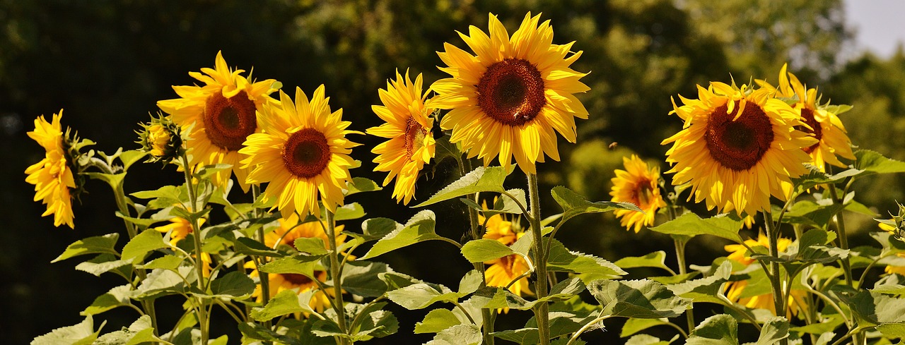 Image - sun flower bees summer garden