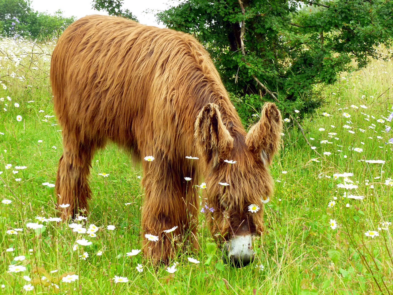 Image - donkey animal long haired rural
