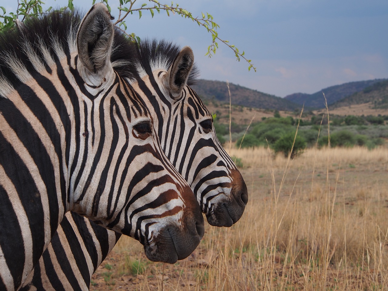 Image - zebra national park safari