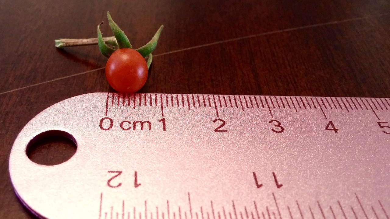 Image - tomato tiny ruler red food fruit