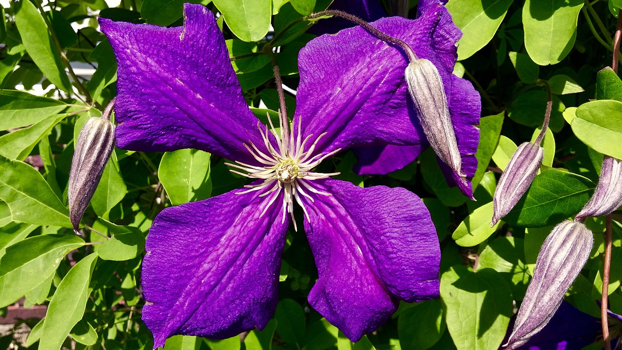 Image - clematis purple petals flower four